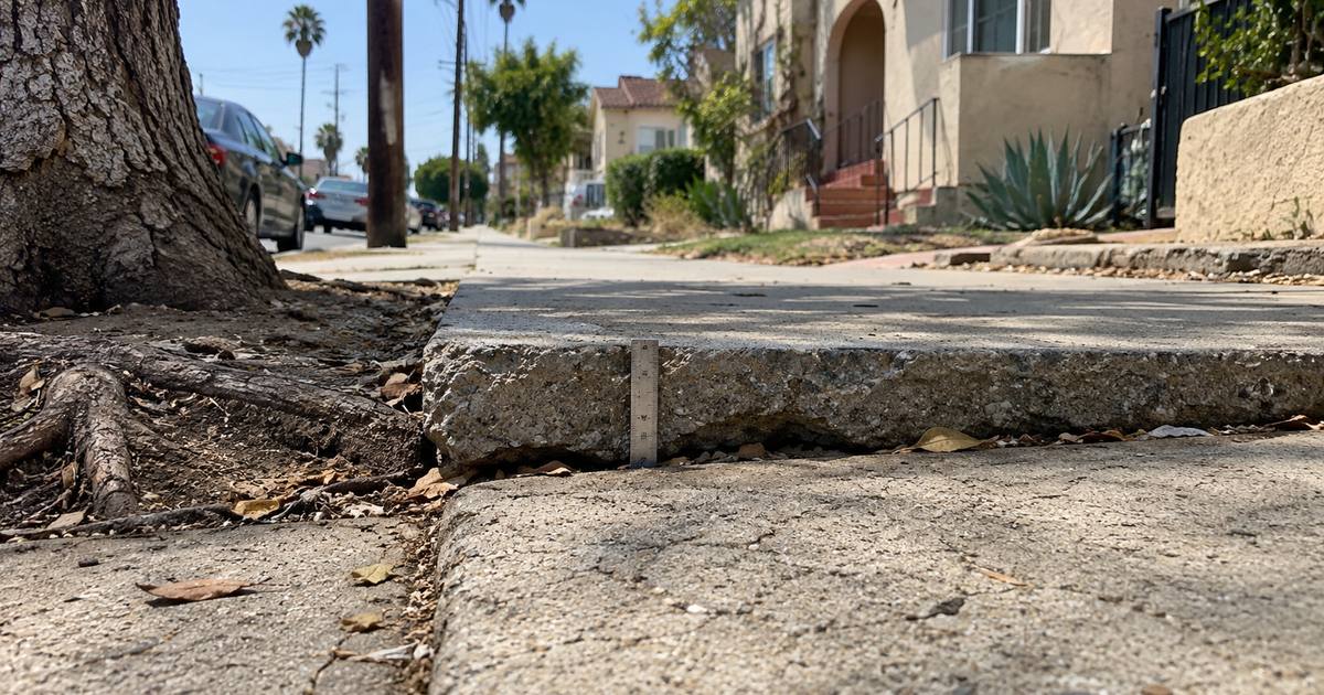 A sidewalk panel lifted by a tree root on a Los Angeles residential street, with a steel ruler standing against the raised edge